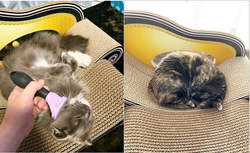 猫ココ マンチカンのココちゃんとスコティッシュフォールドのコタロウ君 – 猫