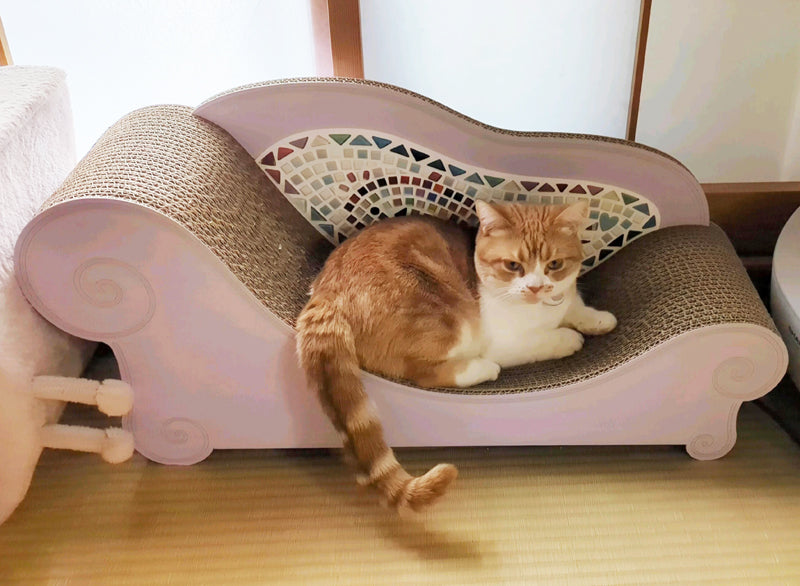 すぐに飛び乗って爪とぎ！短足マンチカンのムギちゃん – 猫の爪とぎ