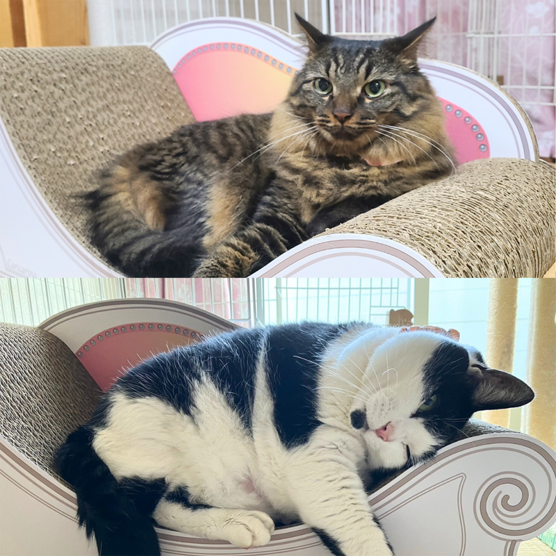 Basicを交代で愛用♪ロンちゃんとあずきちゃん – 猫の爪とぎ