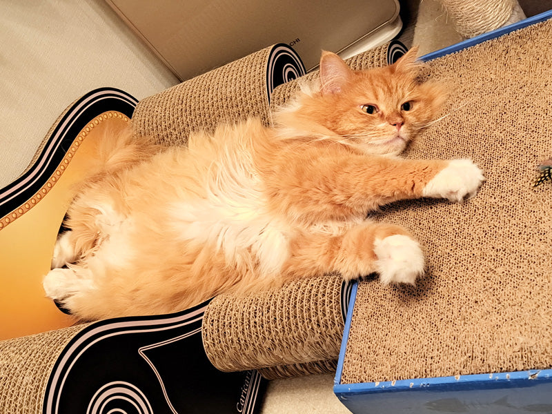 Karina様専売 AMBIDEX Store △○チェリー風通ジャカード 2段切替ギャザー