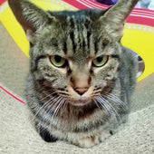 お誕生日プレゼントのBasicでまったり♪キジトラのハルちゃん