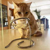 フードボウルで上手に水飲み♪アメリカンショートヘアのシャルドネちゃん