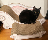 Luceスツールセットでゆったり。ミックスのうにちゃん&とろろちゃん