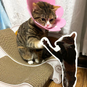 ソファの上でパネルの自分にタッチ♪マンチカンのなごみちゃん