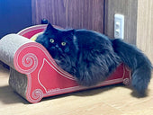 赤いソファがお似合い♡ラガマフィンのトト君