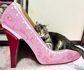 爪を研いだりベッドにしたり♪アメリカンカールのヴィタちゃん