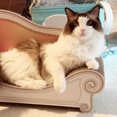 Basicで快適にくつろぐ、ラグドールのポノちゃん