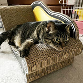 箱を開けた瞬間、3秒でカリカリ!キジトラのちくわちゃん