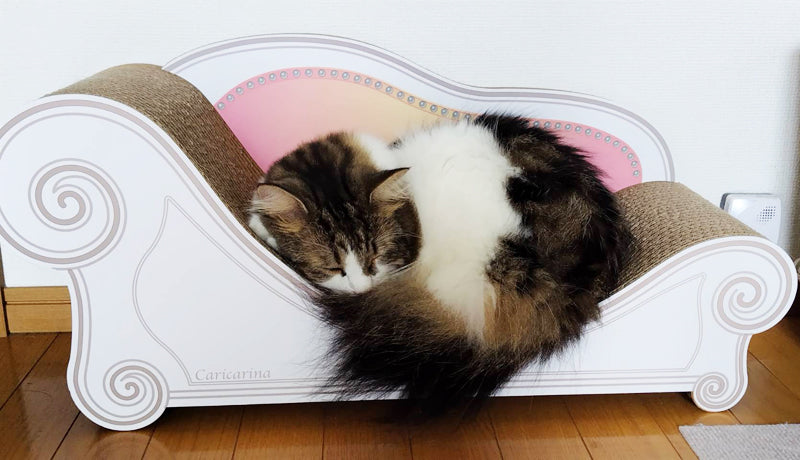 研いだり遊んだりねんねしたり。ノルウェージャンフォレストキャットの