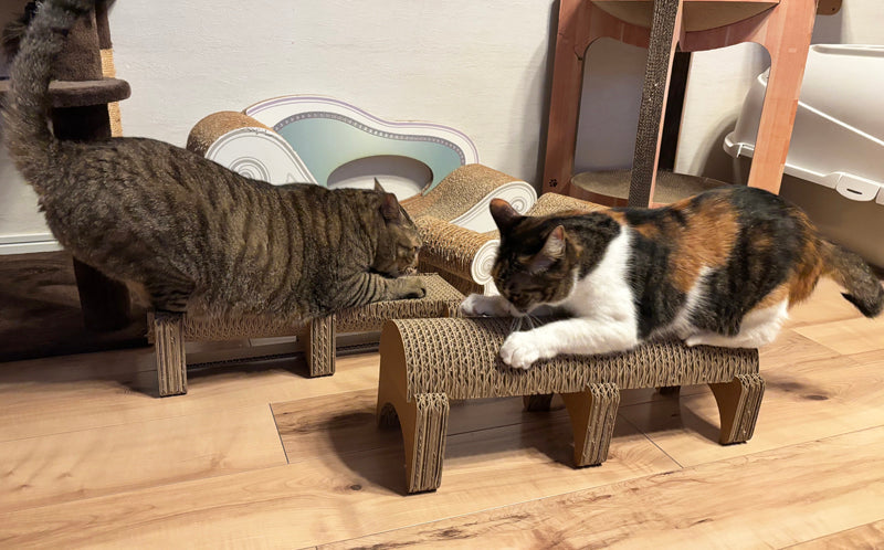 開封した瞬間に爪とぎ♪たけトラちゃんとミケちゃん – 猫の爪とぎ