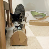 爪とぎはPONTE一択!アーチの面で研ぐのが好きなぜんざいちゃん