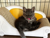 micioで毎日爪を研いだり寝たり♪0歳のリリちゃん