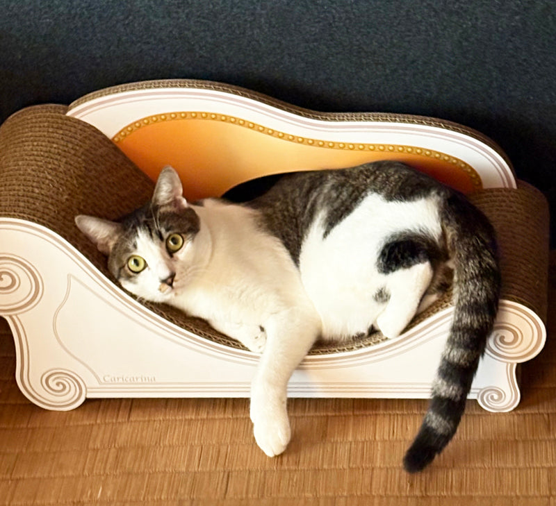 Basicでくつろぐ、キジ白のプチちゃん – 猫の爪とぎ Caricarina(カリ