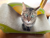 カリカリーナをリピート♪箱から出したらすぐに爪を研いだレオンちゃん