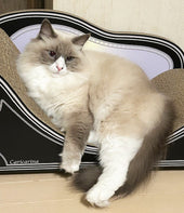 サイズもぴったりでお気に入り♪サイベリアンのカイちゃん