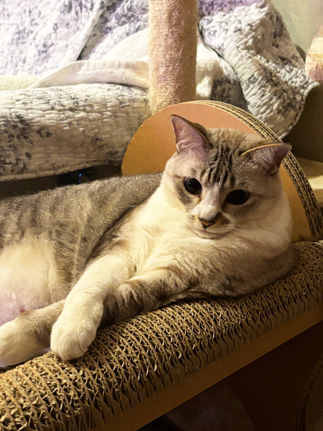 casaの上段でのんびり。ミックスのバニラちゃん – 猫の爪とぎ