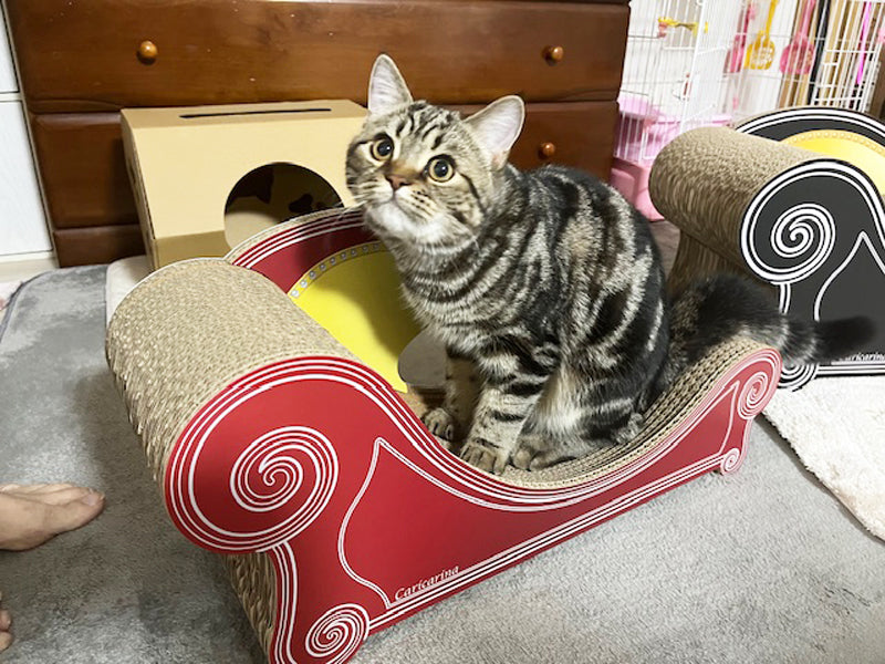 Basicがお気に入り♪つみれちゃんとちくわちゃん – 猫の爪とぎ