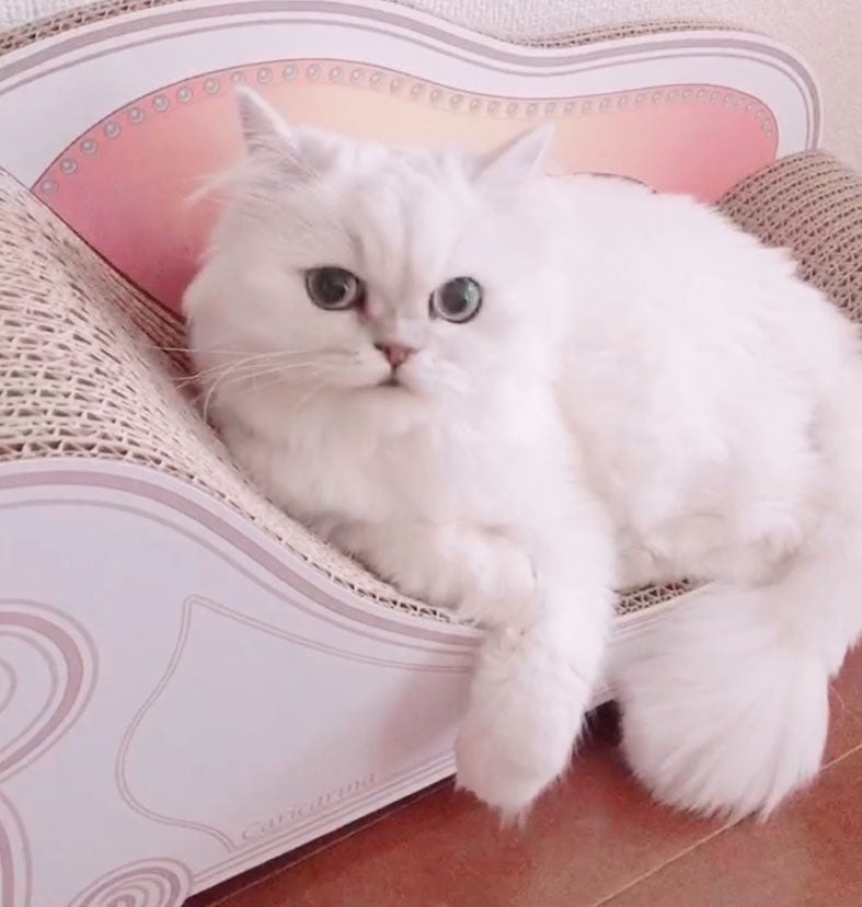 初日からカリカリ＆まったり? チンチラシルバーのマリーちゃん – 猫の