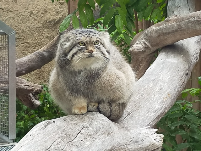 モフモフでかわいいマヌルネコ！見た目と違って実は性格は…？ – 猫の爪