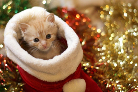 気分も高まる！猫が主役のクリスマス映画を見よう！