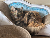 カリカリーナがお気に入り!ミックスのまだらちゃん