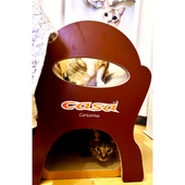 到着してすぐに爪とぎ!マロンちゃんとバニラちゃん