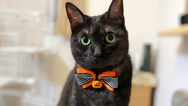 ハロウィンに黒猫が関係している理由は？その由来や秘密を解説します
