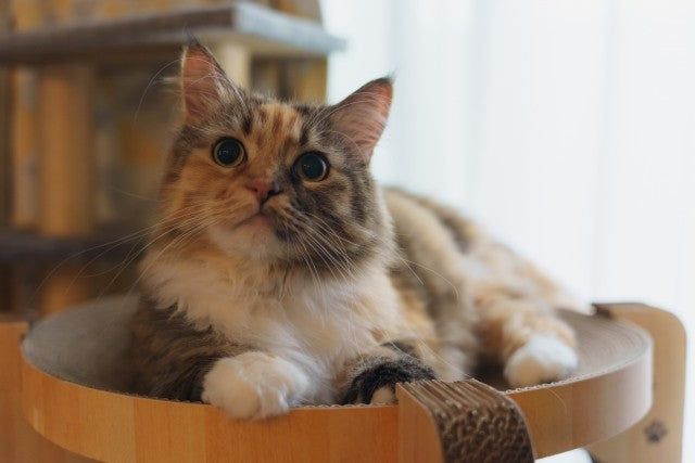 世界最大の猫種！メインクーンについて調べてみました！ – 猫の爪とぎ