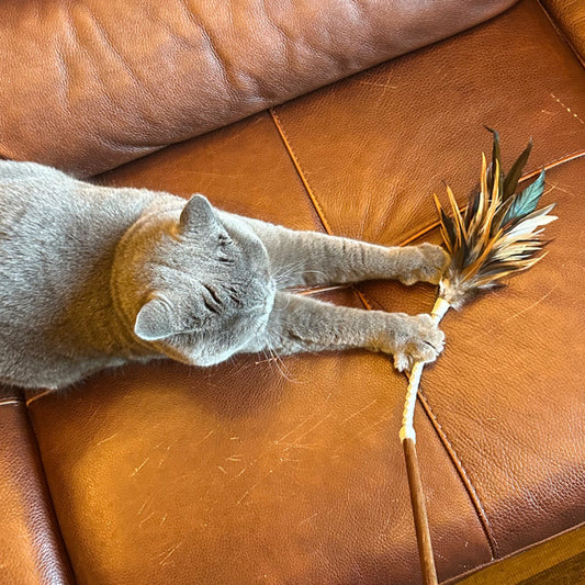 フェザーバウンサー01