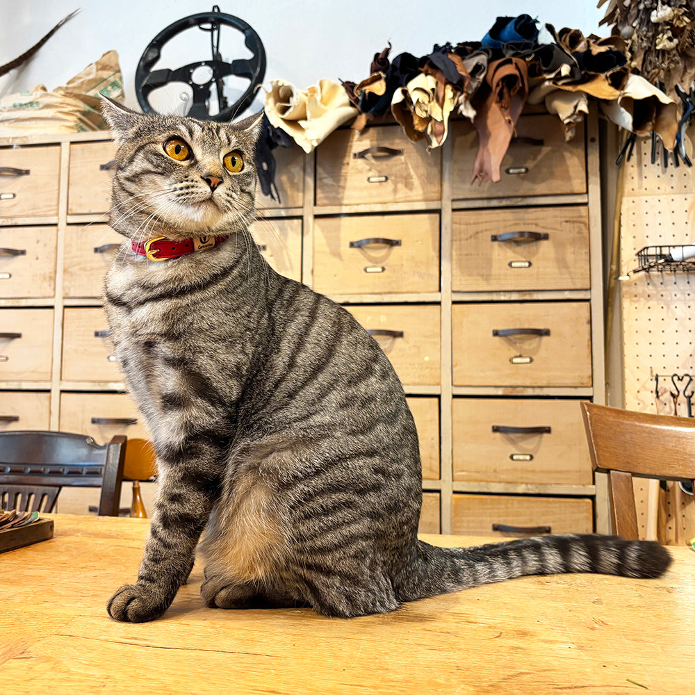 colarina カラリーナ_ヤネ3