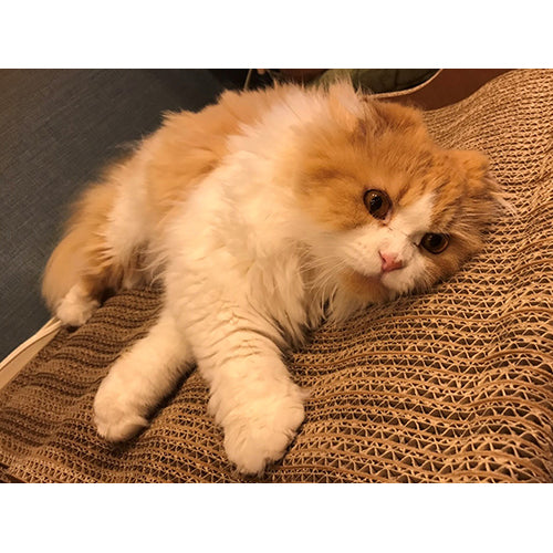 MARE マーレ くじら イメージ⑤