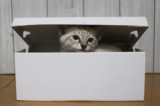 海外からカリカリーナを購入するには？海外転送サービスのご紹介