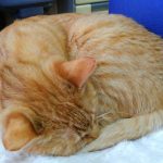 猫好きさん必見！ NHKBS「にゃんとオドロキ！ねこの歴史」