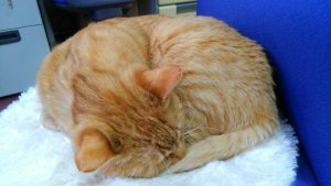 コラム第3回「猫アレルギーについて」を読んで「猫の十戒」を考えた