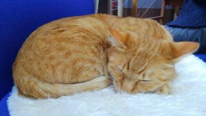 コラム第4回「猫のブラッシング」を読んで - ブラッシングしてあげてますか？