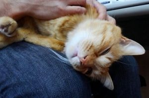 Casa プレミアムバージョン 4月限定で販売(終了しました）