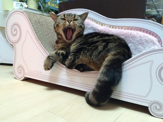 モカちゃん