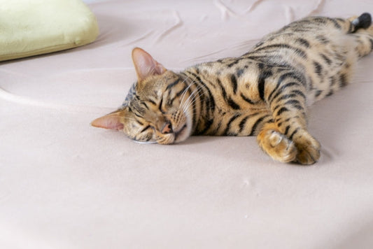 思い込みに注意！間違った猫の暑さ対策と猫が出すSOSサインとは