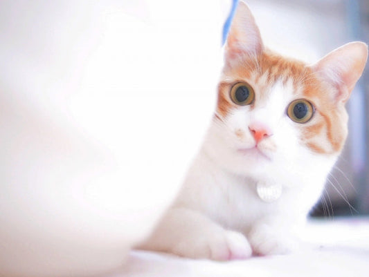 これもダメだったの！？猫と仲良くなるためにもやってはいけないNG行動3つ！