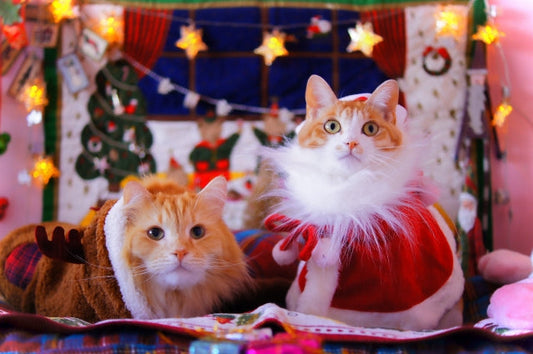 今年のクリスマスは猫用ケーキでお祝い！猫が食べられるケーキの特徴や選び方もチェック！