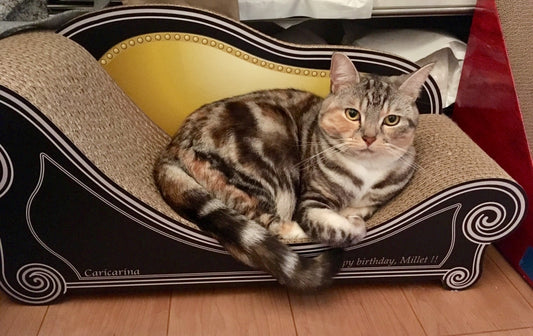 マンチカンのミレちゃん