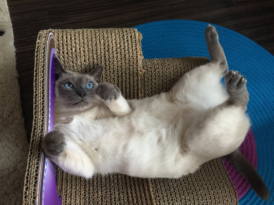 トンキニーズのメルちゃん