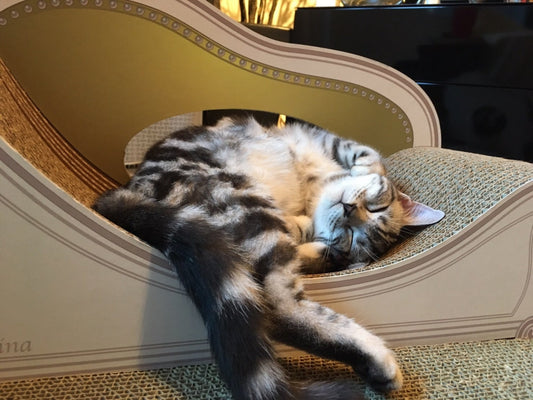 マンチカンのミュン君