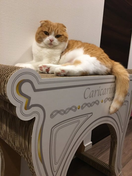 スコティッシュホールドのトンマンちゃん