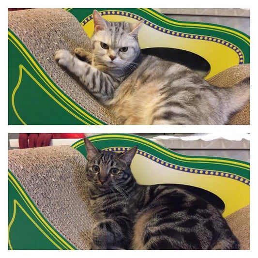 アメショーのハルちゃんとリクくん