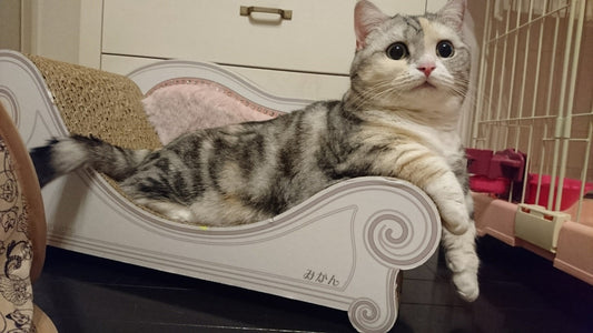 マンチカンのみかんちゃん