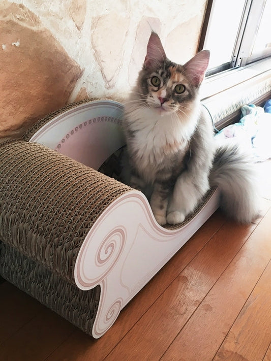 メインクーンのしゃみせんちゃん！