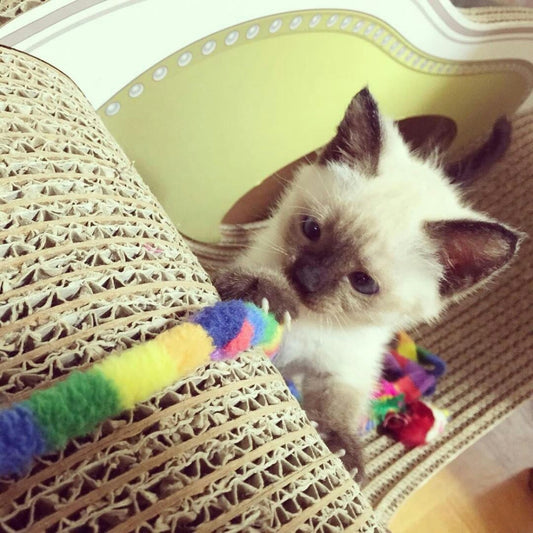 シャムのプーナム姫