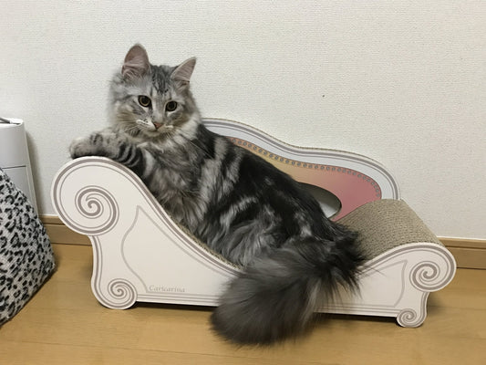 メインクーンのウル君?