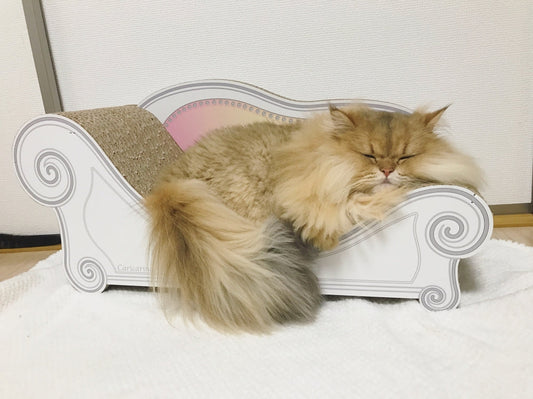 チンチラゴールデンのジェラちゃん?